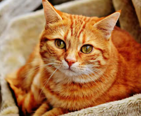 猫咪托运公司带你了解橘猫的6大优点