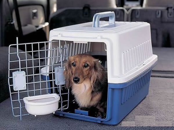 宠物托运公司告诉你宠物空运与汽运相比的优势